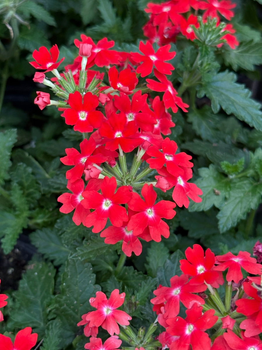 Verbena Lascar 'Orange Lava' 4''