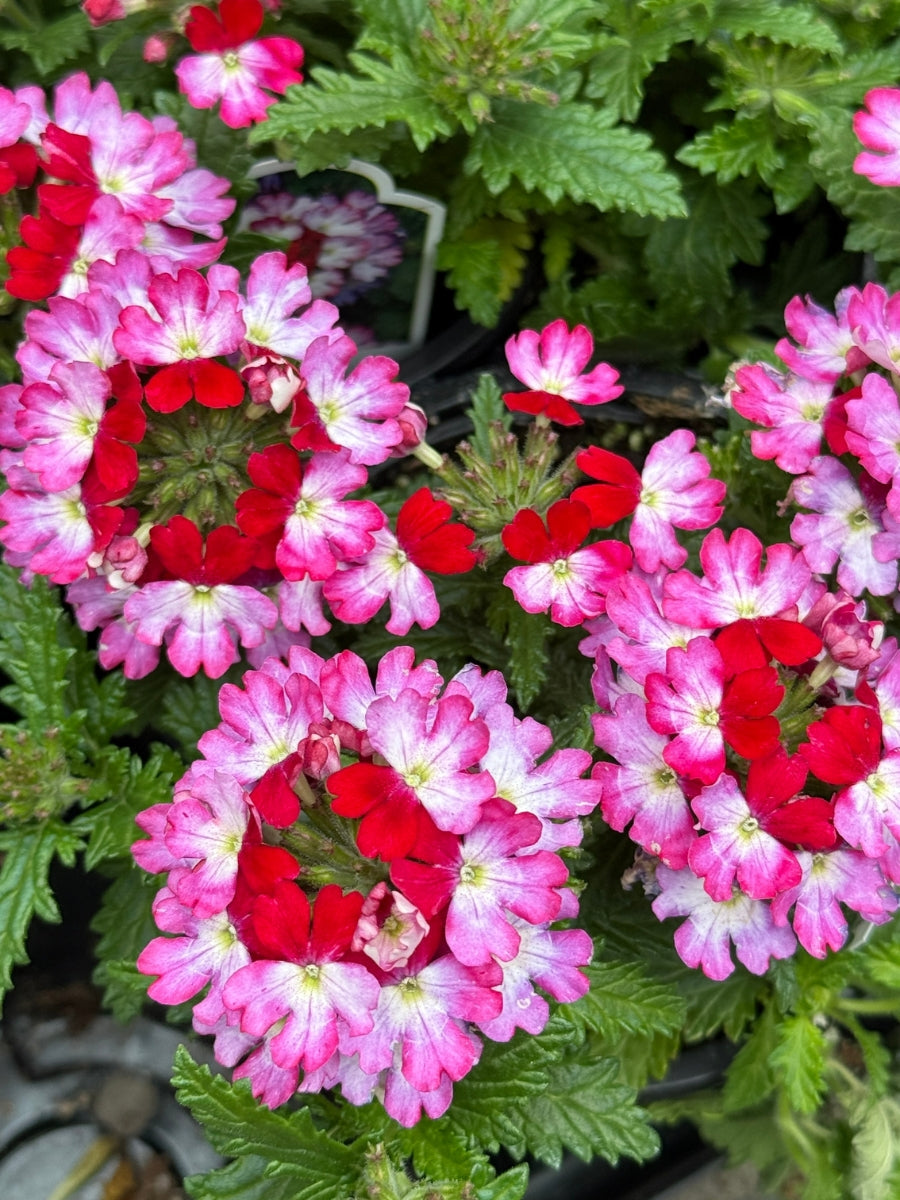 Verbena Lanai® Compact Red Star 4"