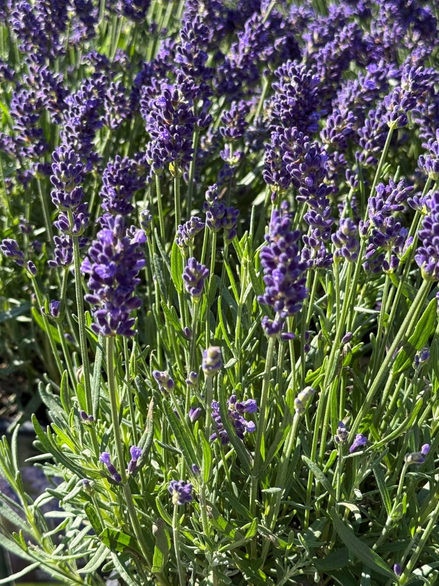 Lavandula angustifolia 'Vintro Forte Blue' 1G