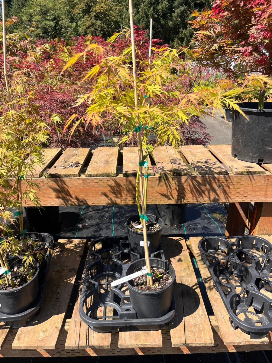 Japanese Maple | Acer palmatum 'Waterfall' 1G