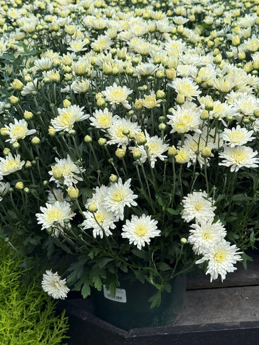 Mum White Decorative 8''