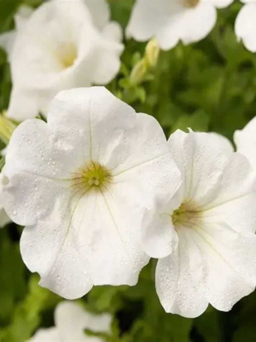 Petunia Surfinia 'White Improved'