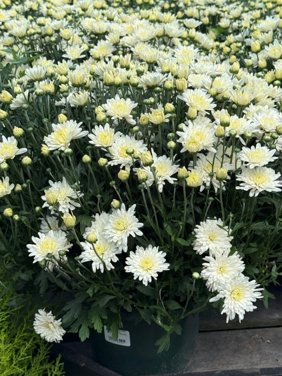 Mum White Decorative 8''