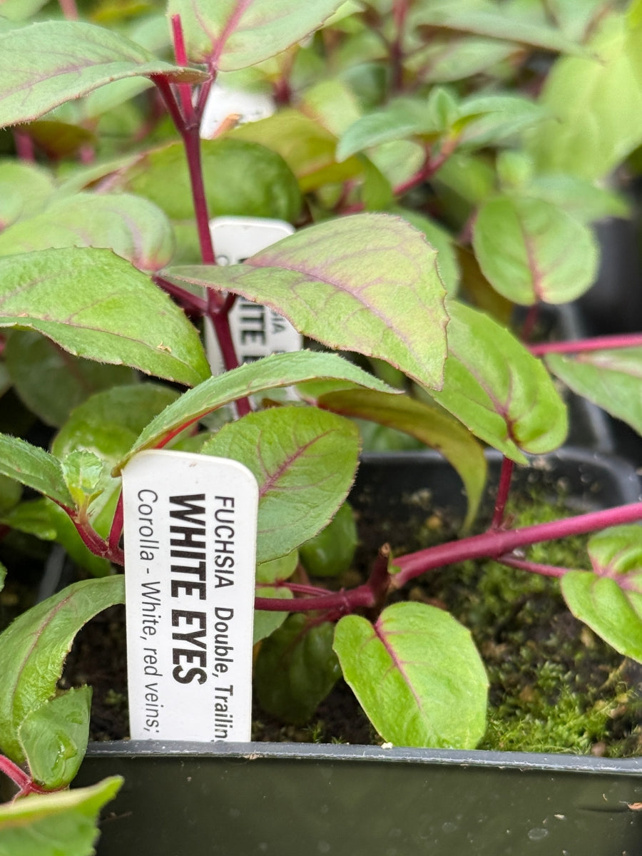 Fuchsia | White Eyes 4"