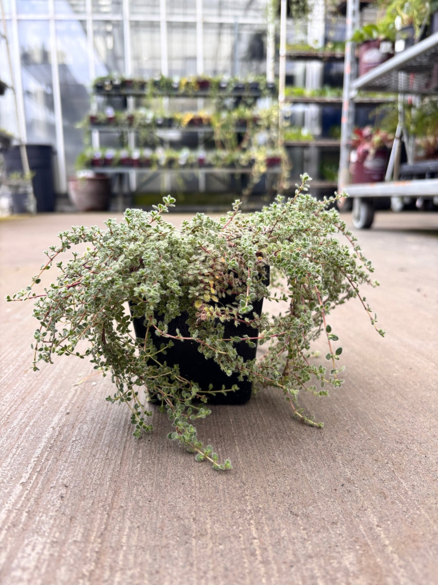 Woolly Thyme 4"