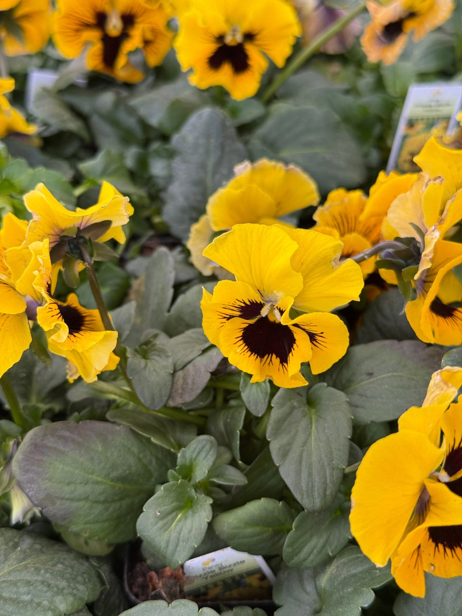 Pansies