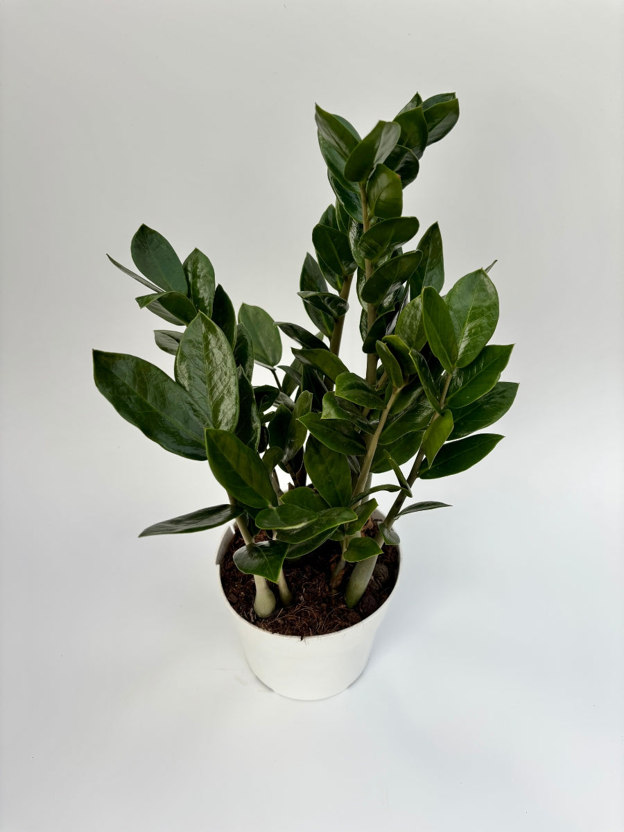 Rare ZZ Plant - Zamioculcas zamiifolia - Hardy House Plant
