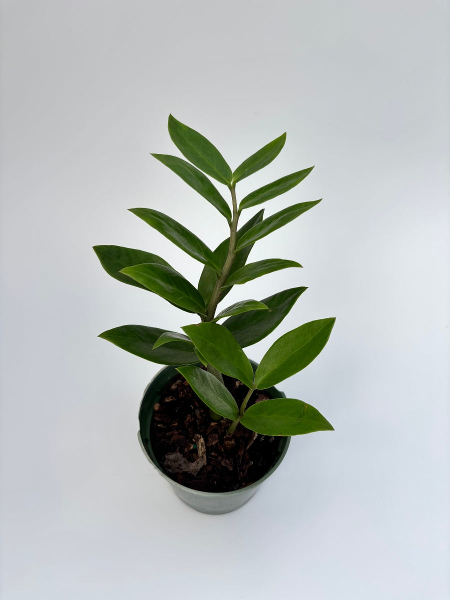 Zz Plant 10''