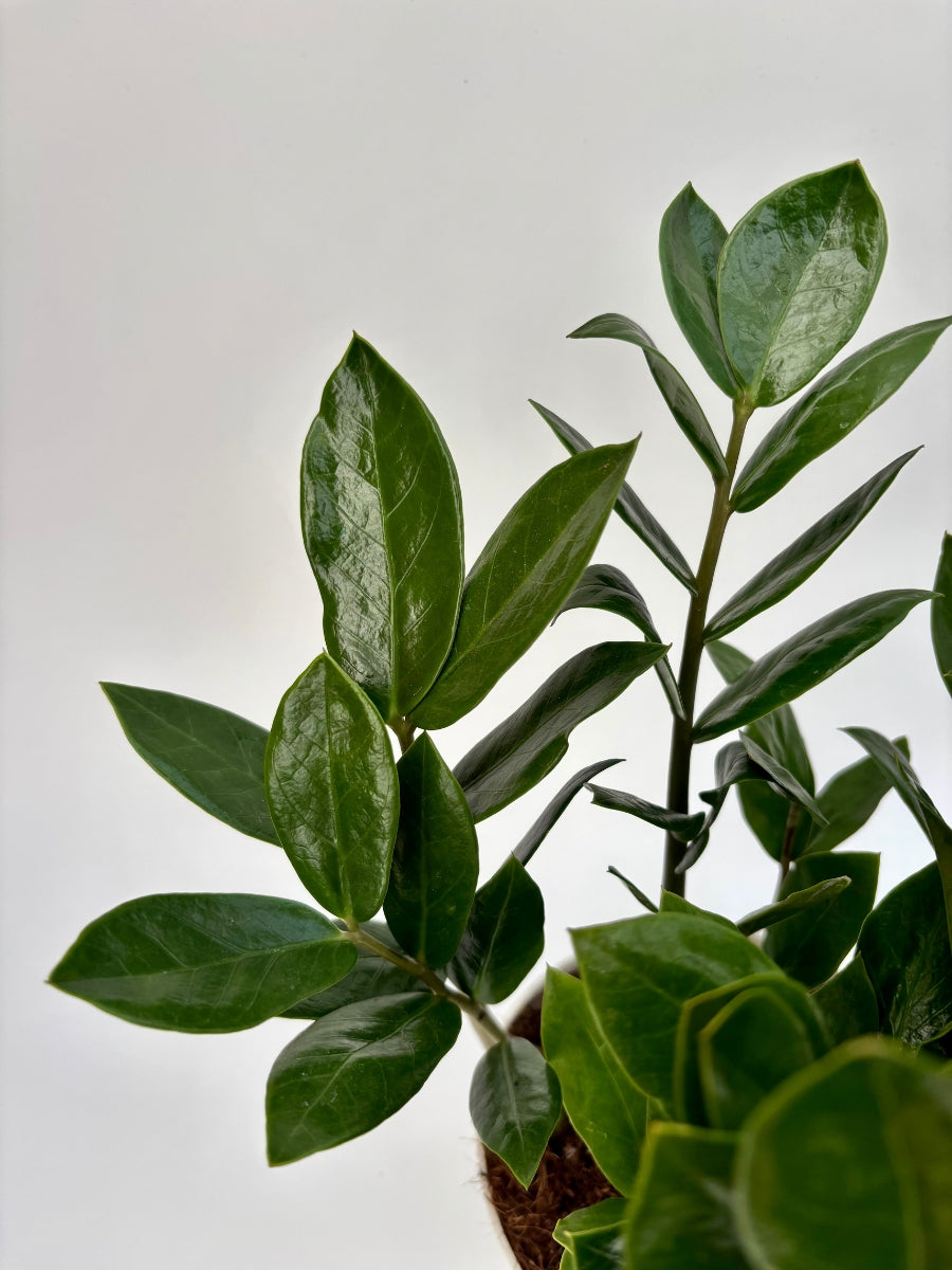 1984 zz plant Rare ZZ Plant - Zamioculcas zamiifolia - Hardy House Plant