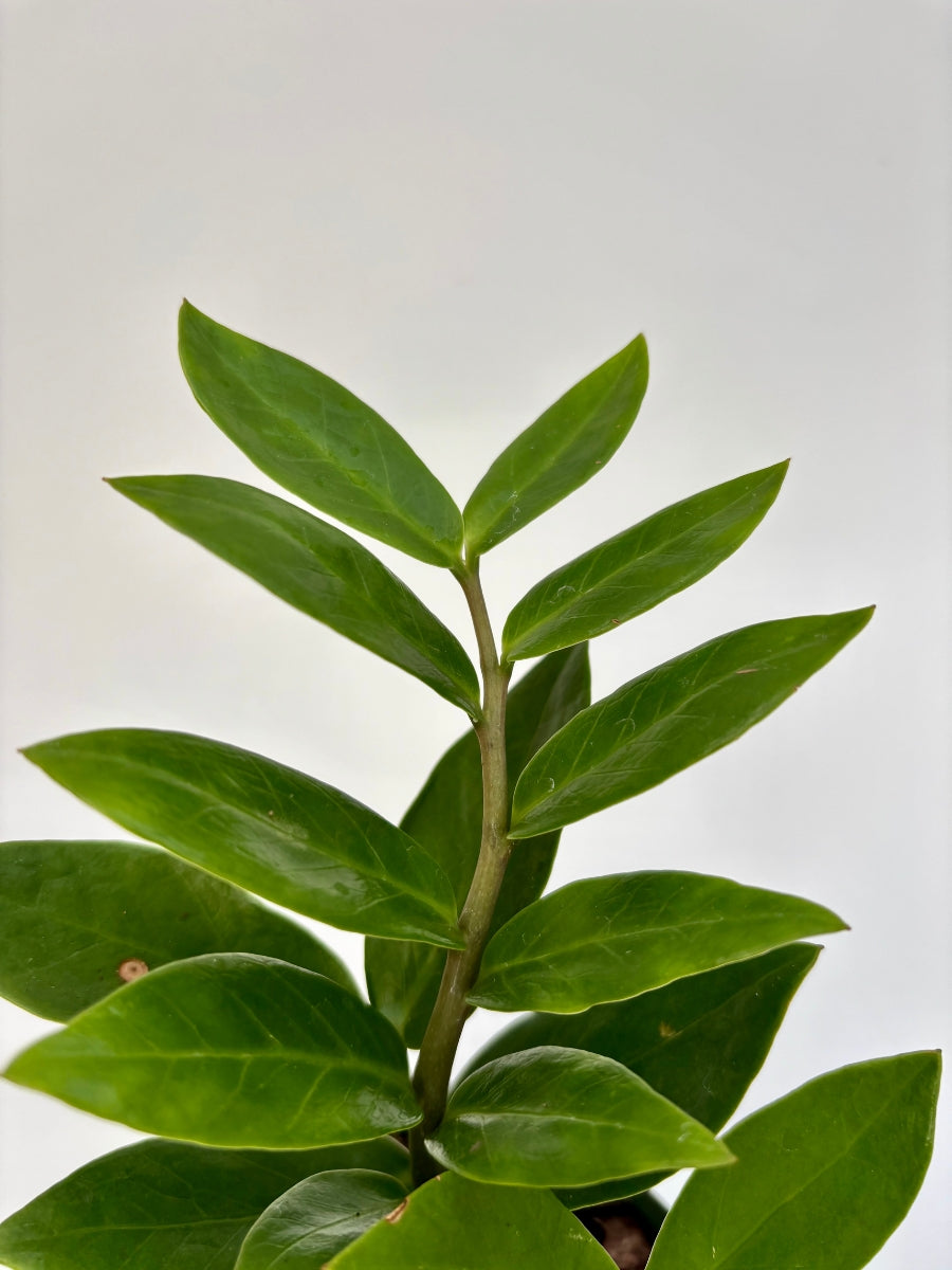 ZZ Plant 4''
