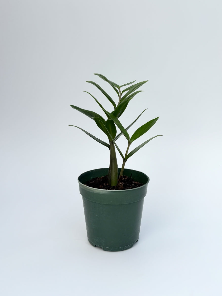 Zz Plant 10''