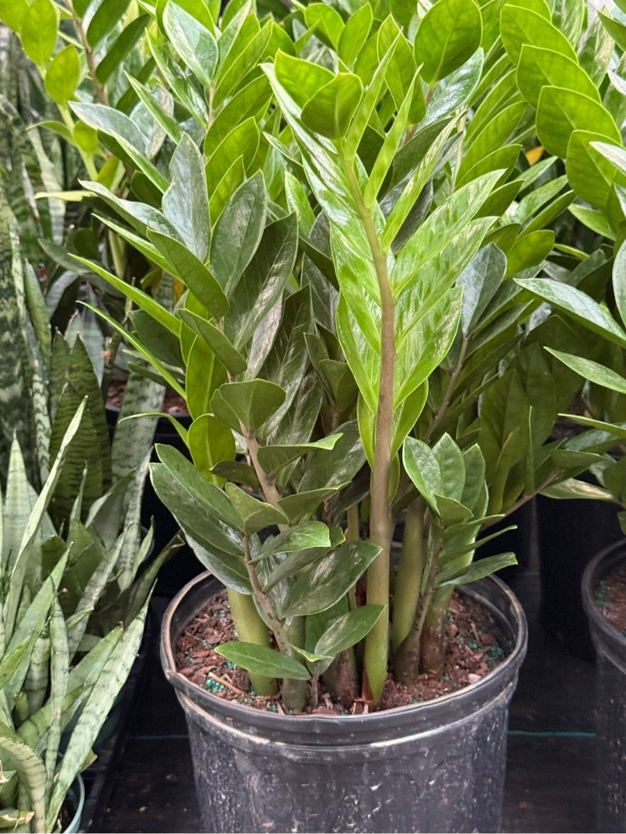Zz Plant 10''