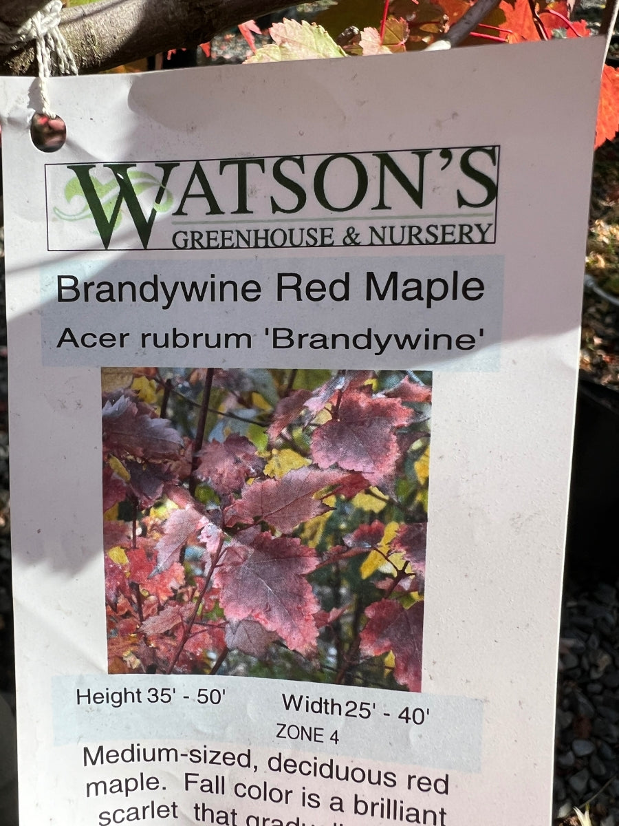 Acer Rubrum Brandywine 10G