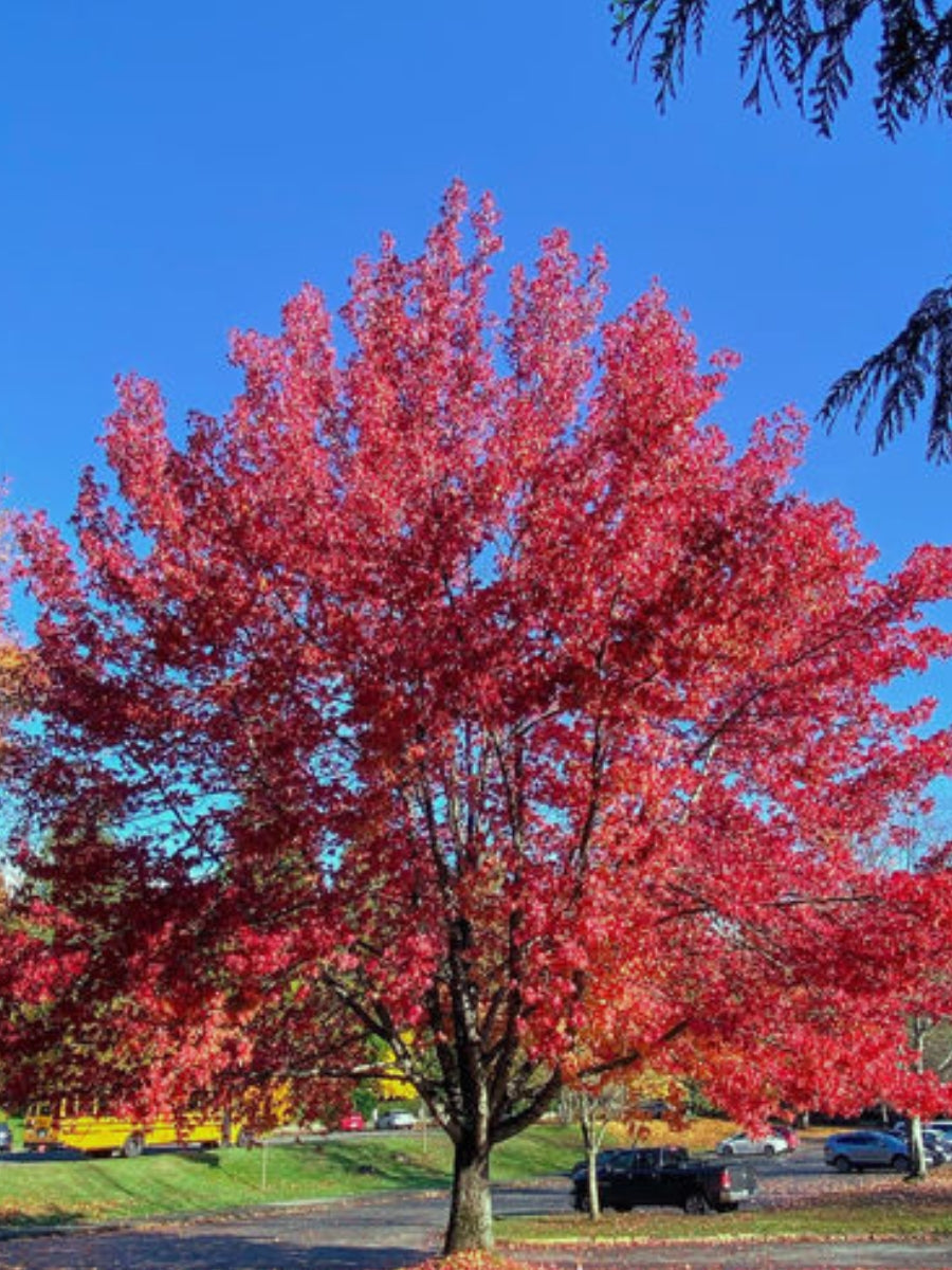 Acer Rubrum Brandywine 10G