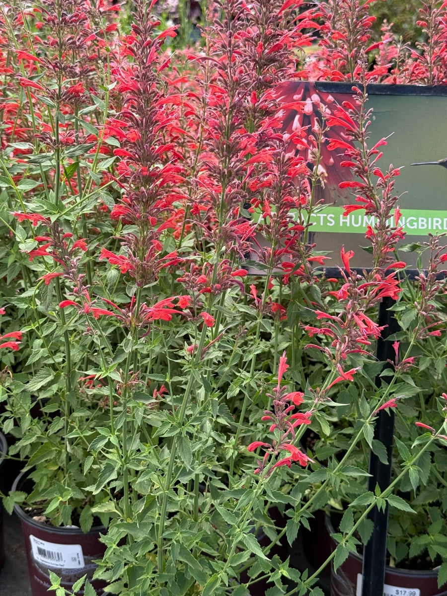 Watson's Greenhouse 