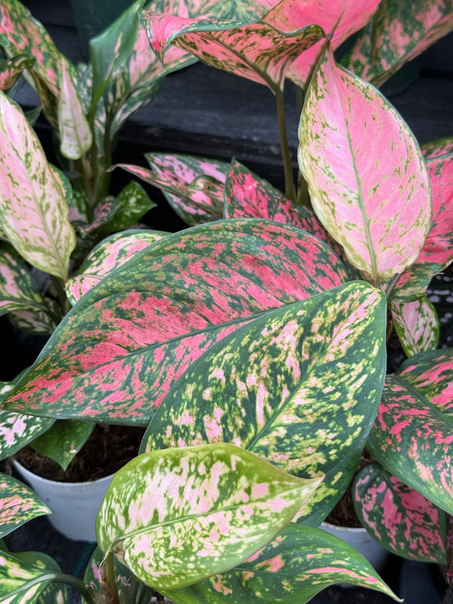 Aglaonema 'Lady Valentine' 4"