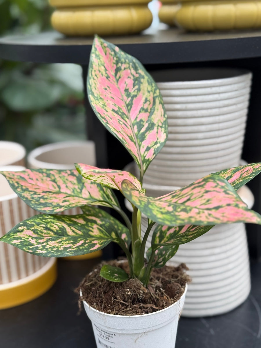 Aglaonema 'Lady Valentine' 4"
