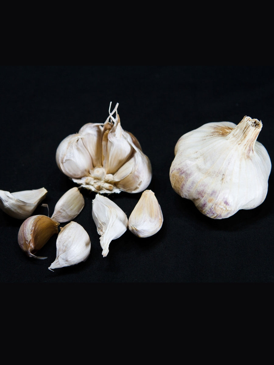 Garlic Softneck 'Aglio Blanco' - Edible bulb