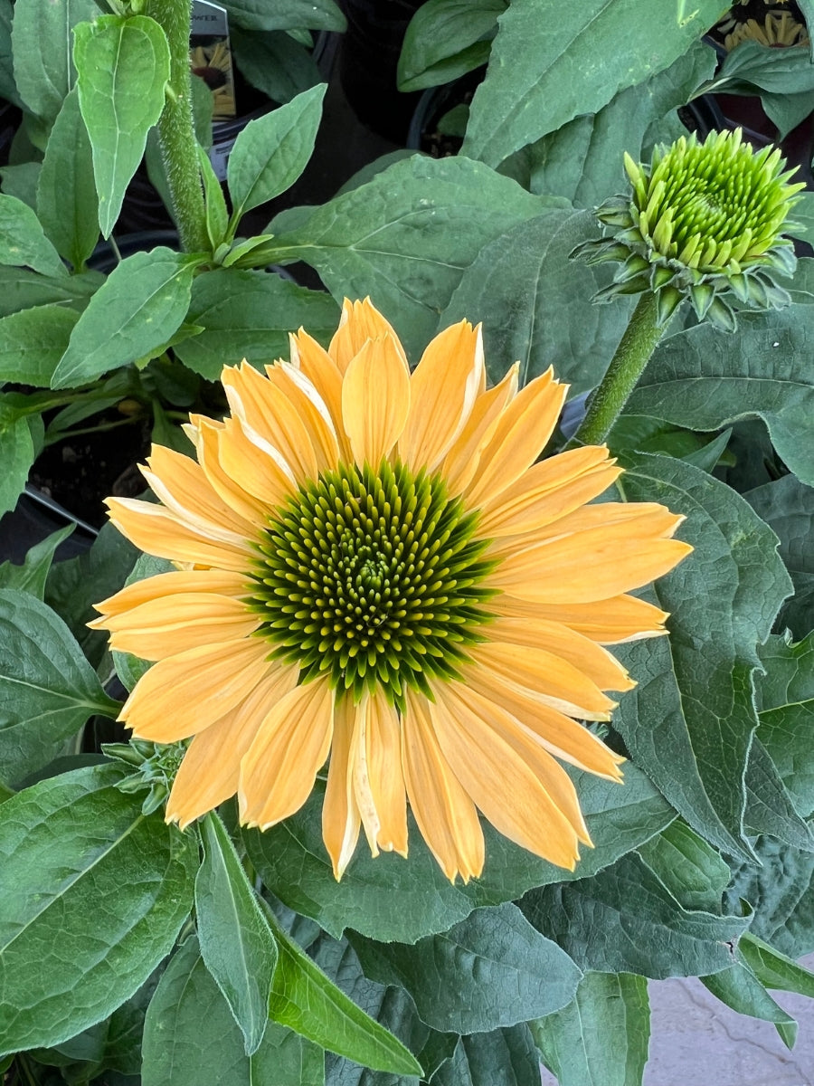 Echinacea 'Aloha'
