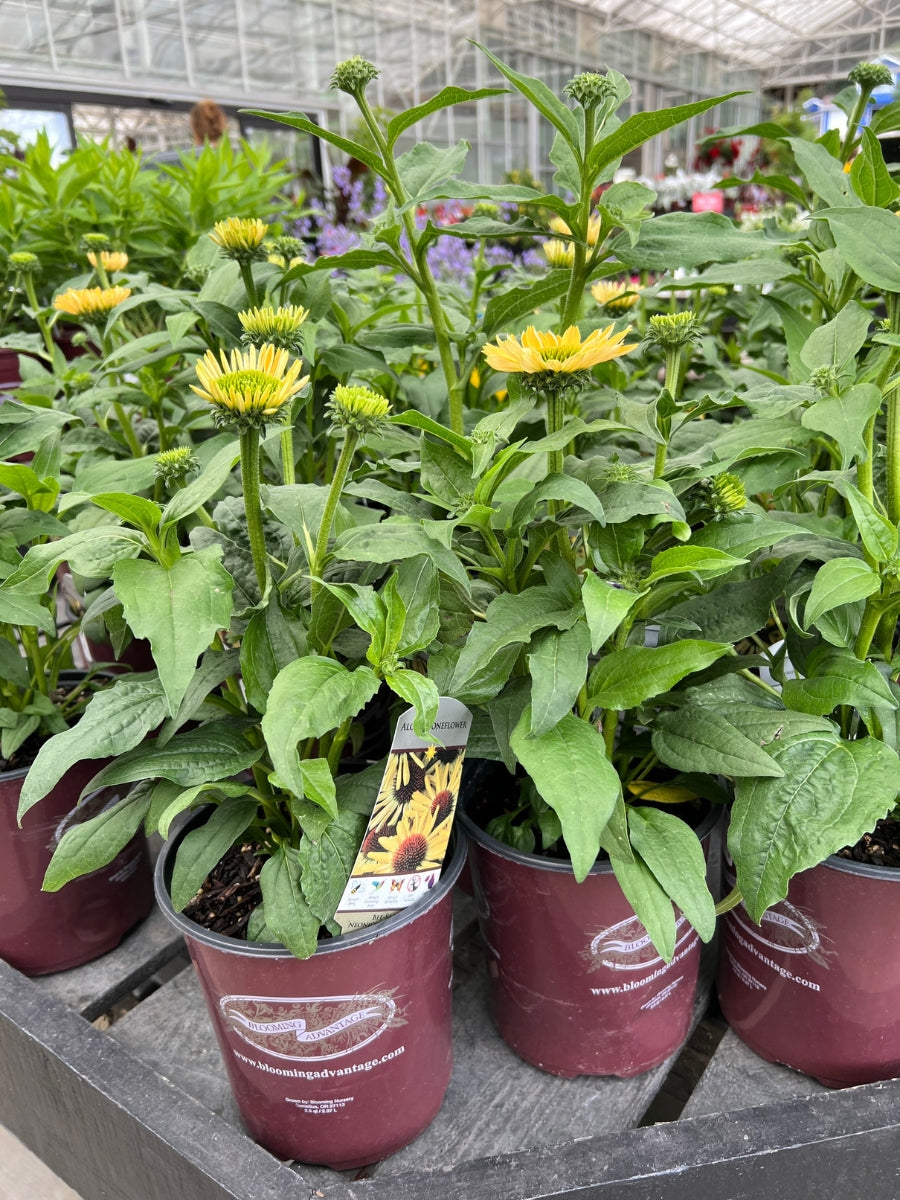 Echinacea 'Aloha'