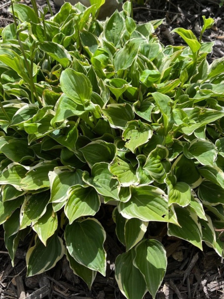 Hosta 'Baby Booties' Qt