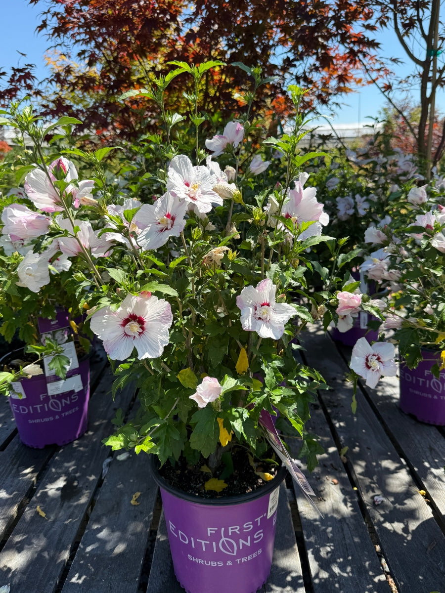 Hibiscus Rose of Sharon 'Bali'