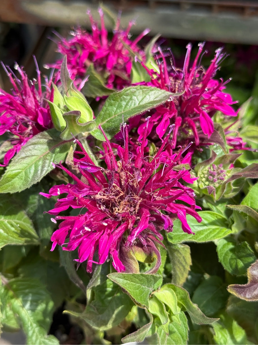 Monarda Beebalm 'Balmy Purple' 1G