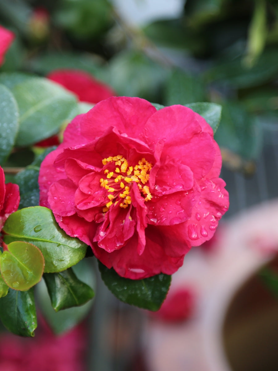 Camellia sasanqua 'Bonanza'