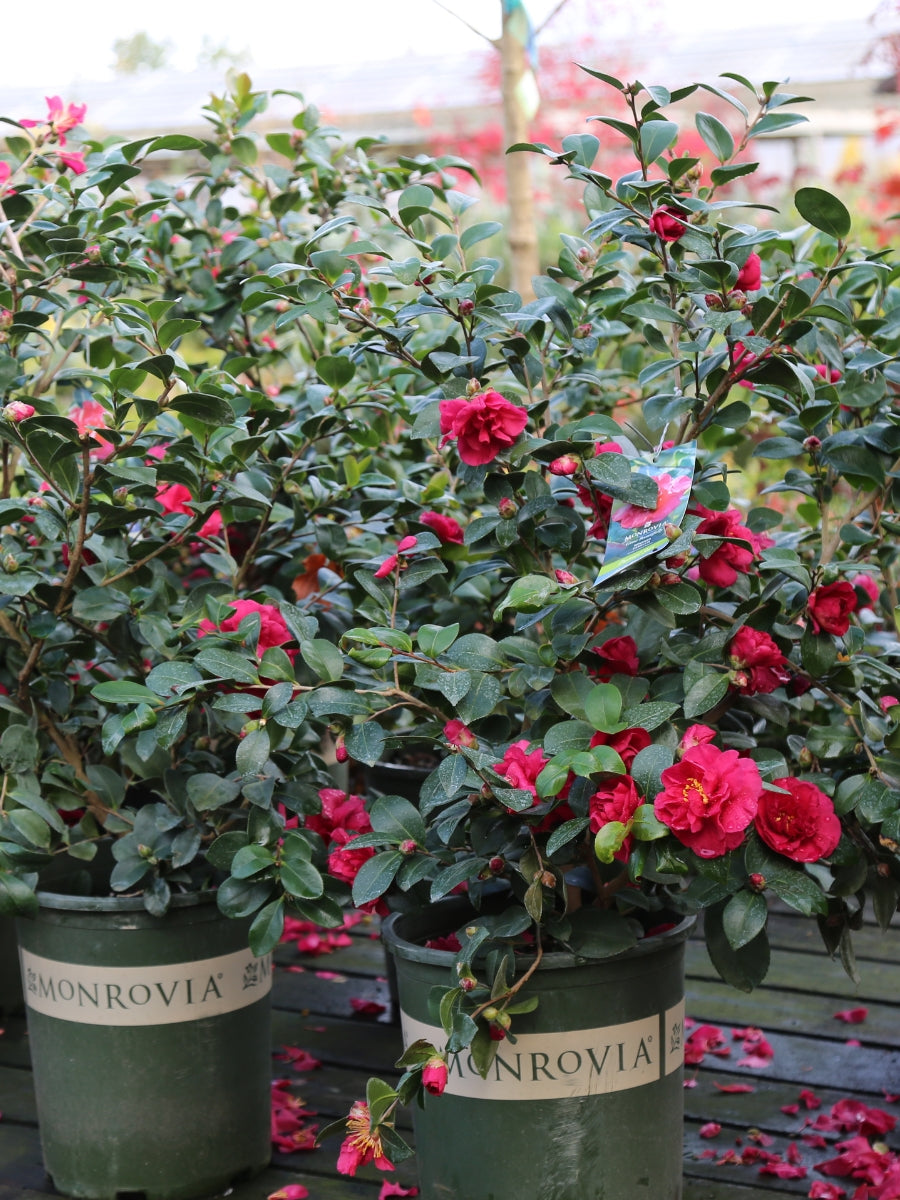 Camellia sasanqua 'Bonanza'