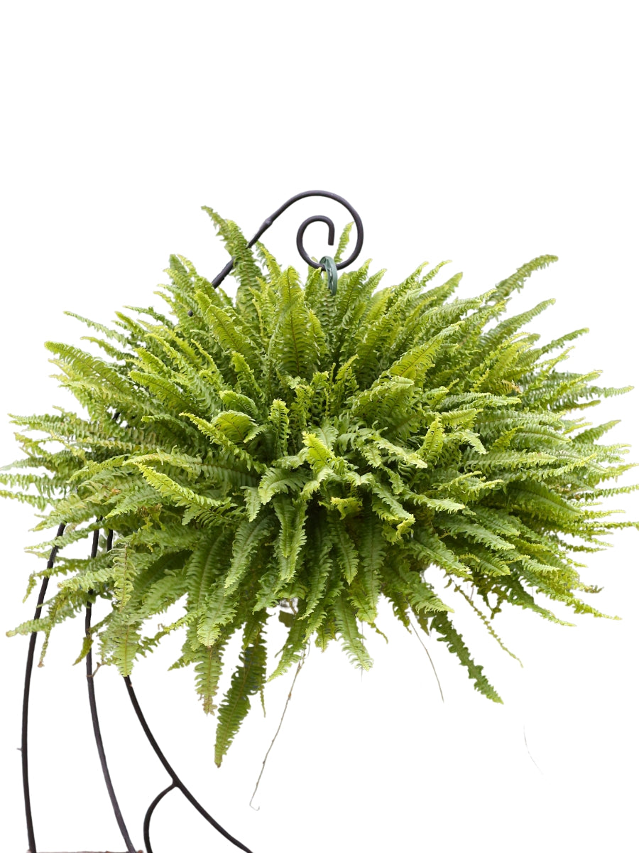 Hanging Basket | Boston Fern 10