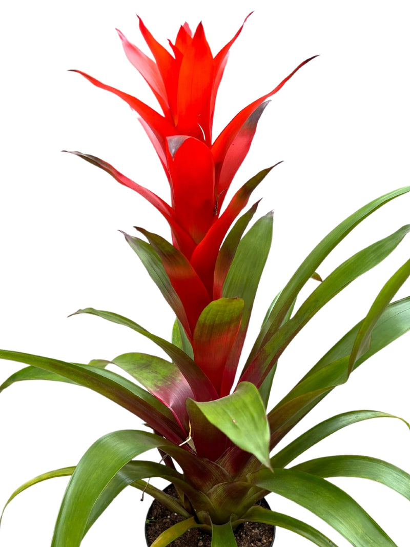 Bromeliad Red 6”