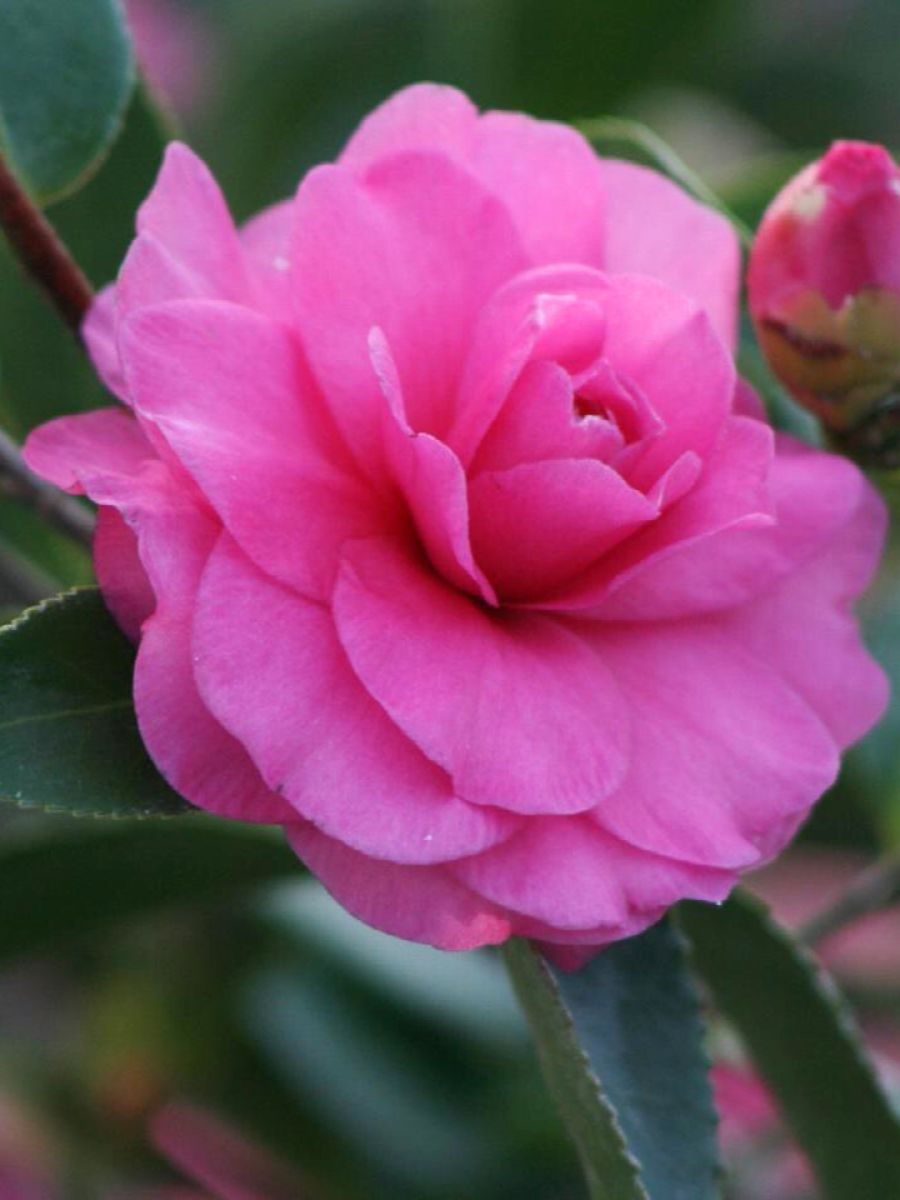 Camellia sasanqua 'Chansonette' 5G