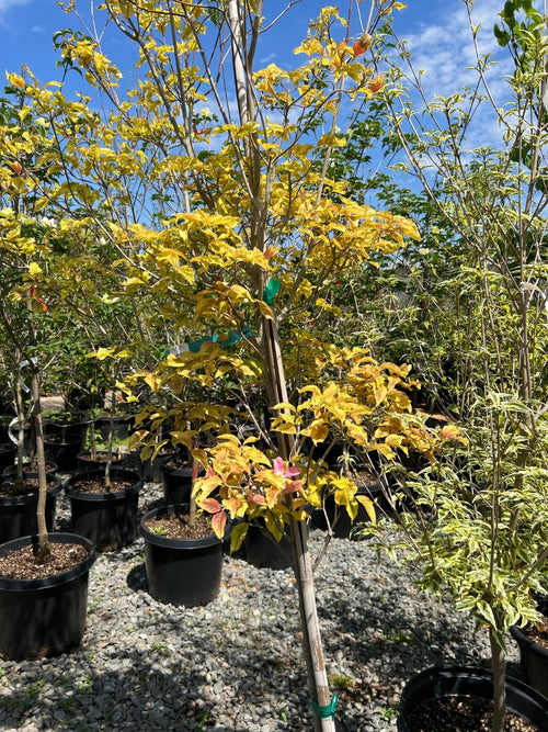 Cornus f Cherokee Sunset | Variegated Dogwood 15g