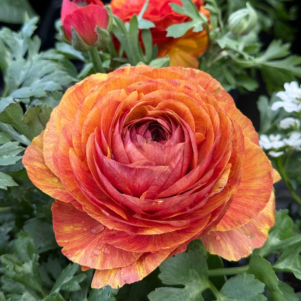 Ranunculus Chocolate 4