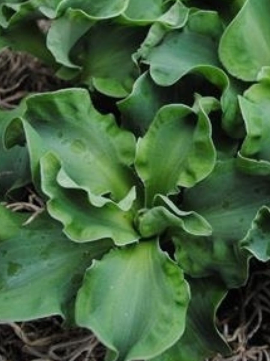 Hosta 'Church Mouse' Qt.