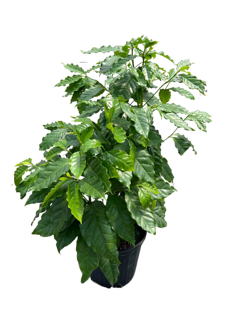 Coffee Plant 8"