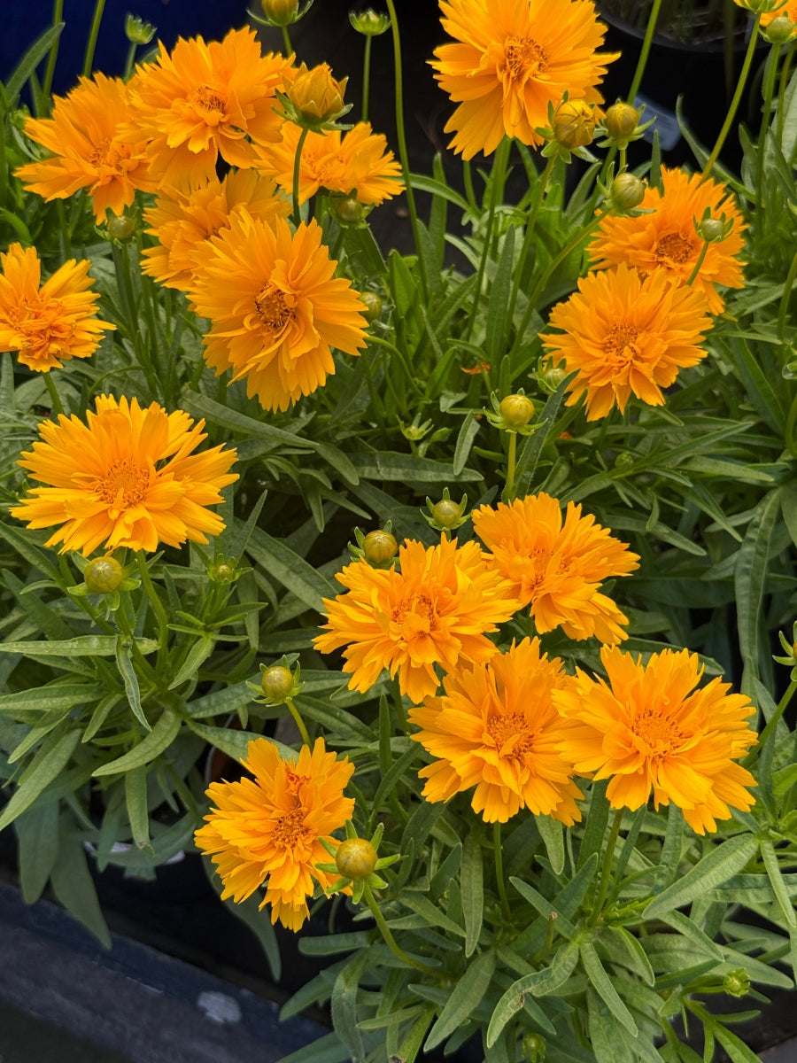 Coreopsis 'Double the Sun' Qt.