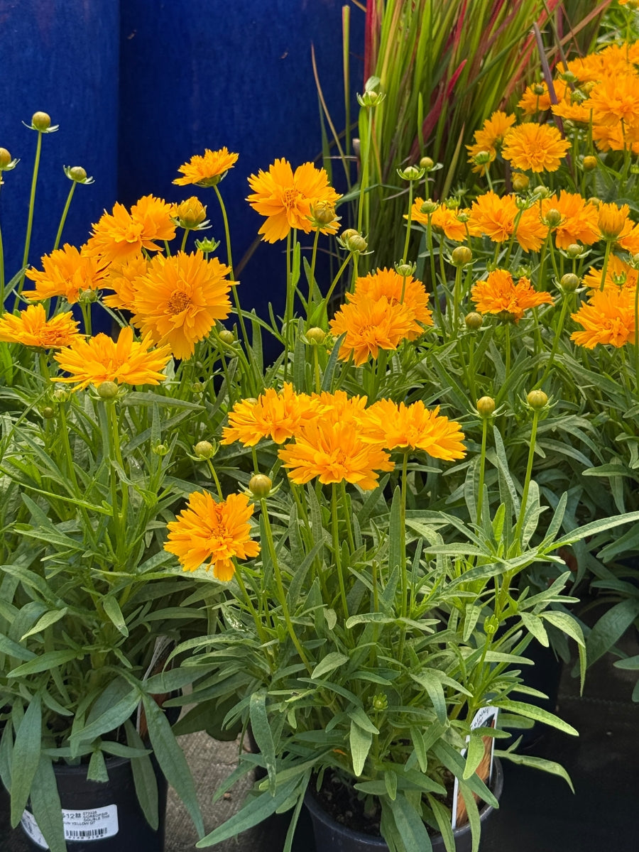 Coreopsis 'Double the Sun' Qt.