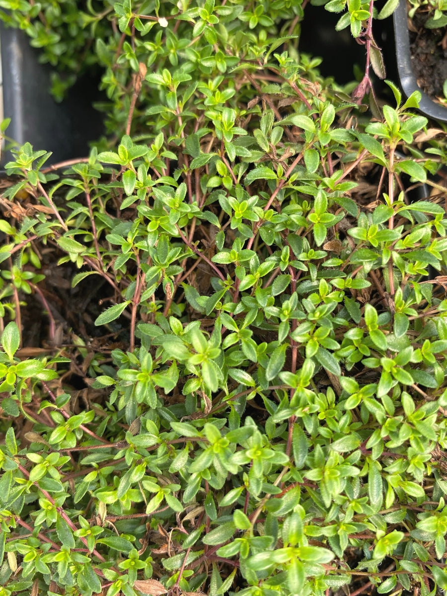 Creeping Red Thyme 4