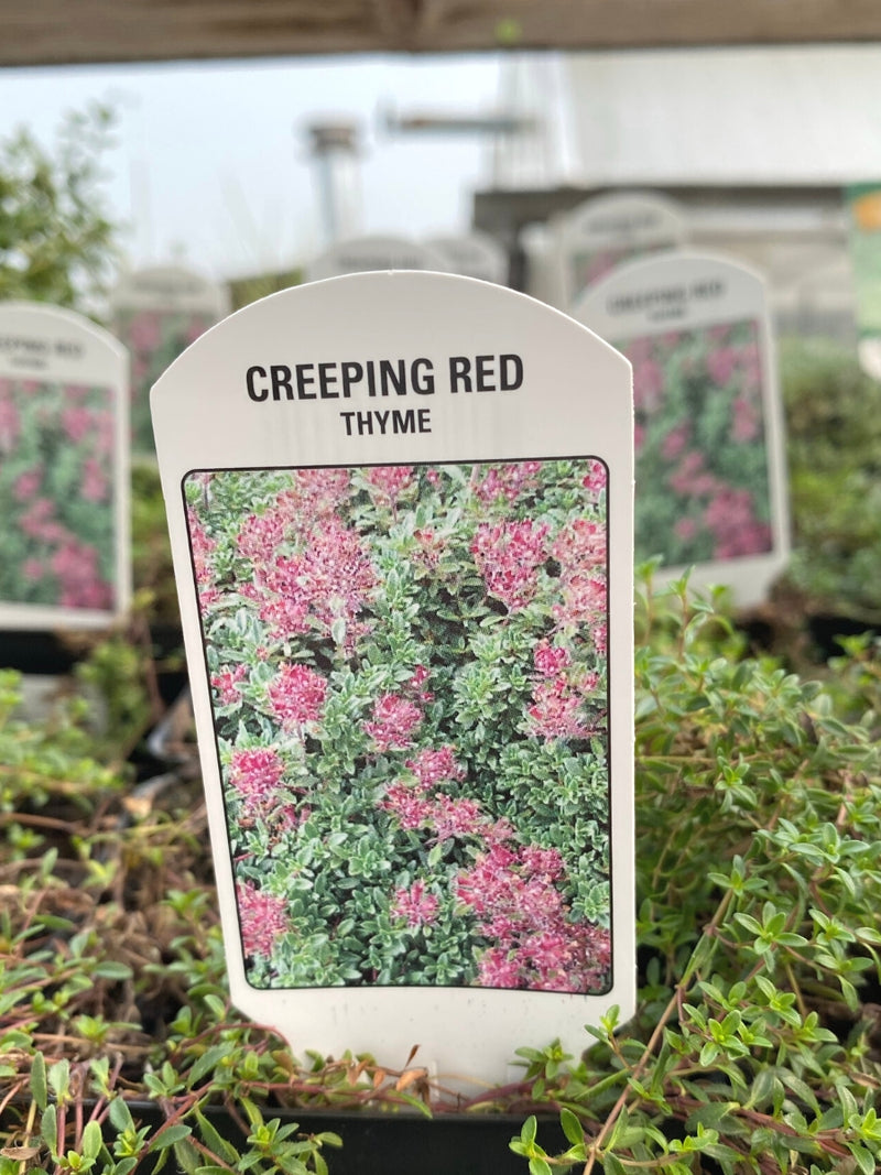 Creeping Red Thyme 4"