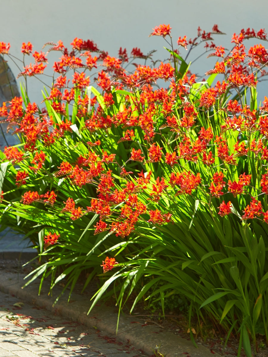 Crocosmia 'Lucifer' 1G