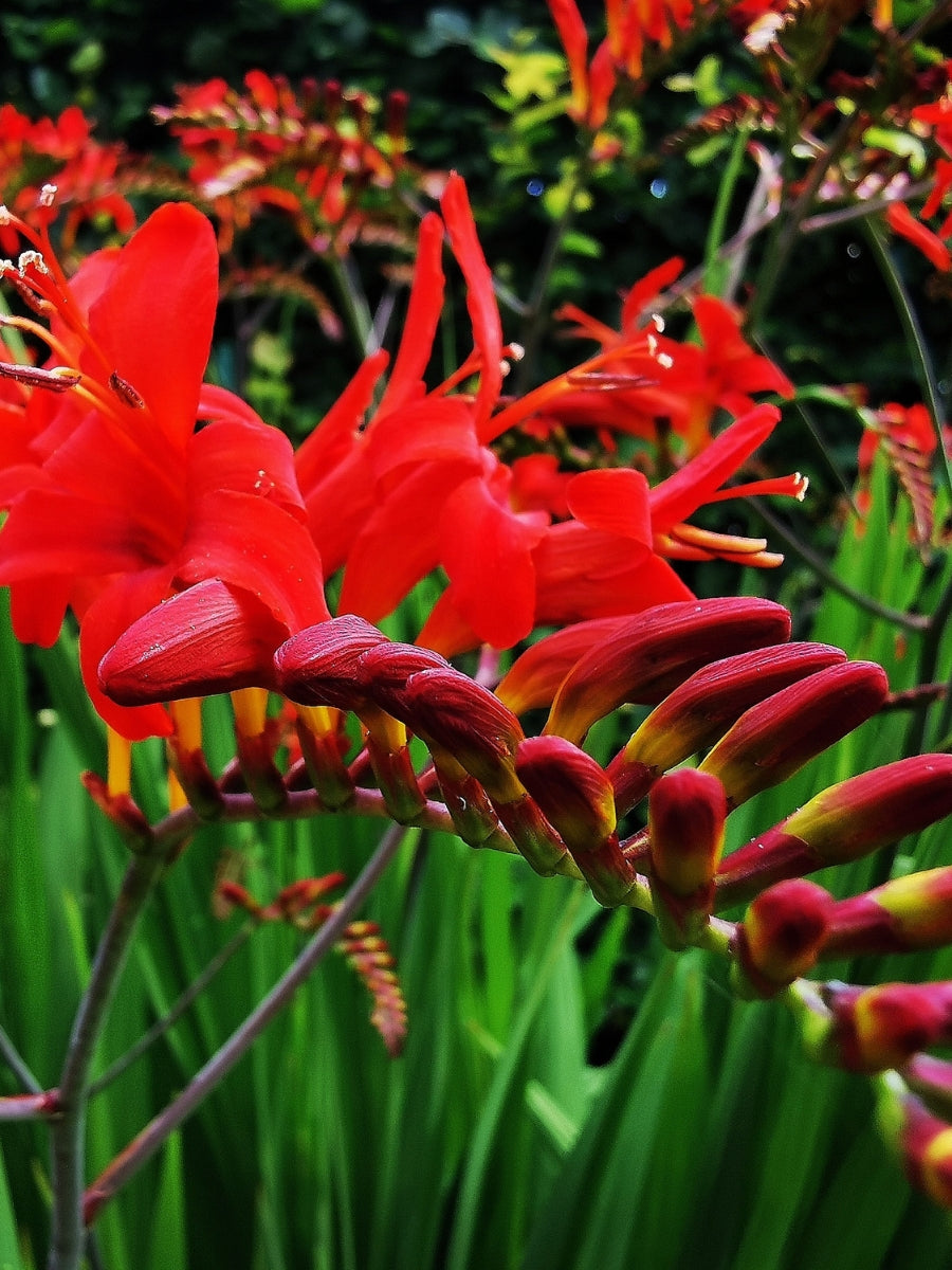 Crocosmia 'Lucifer' 1G