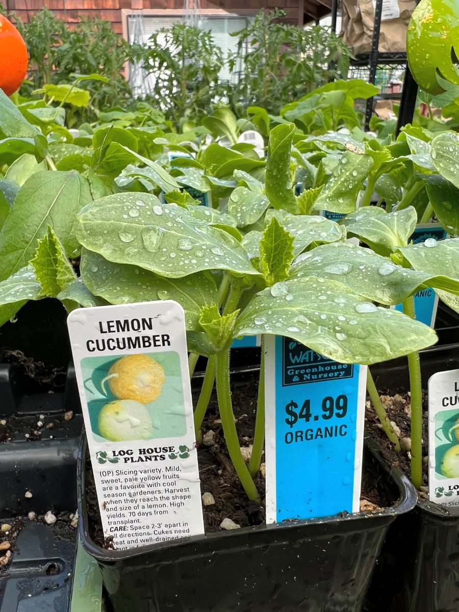 Watson's Greenhouse 