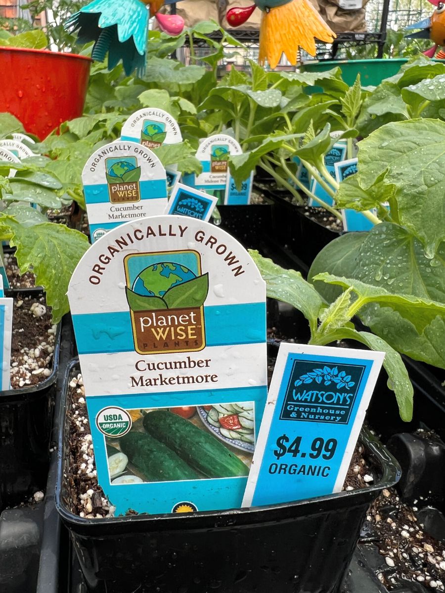 Watson's Greenhouse 