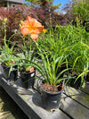 Daylily 'St Simons Island' 1G