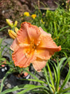 Daylily 'St Simons Island' 1G