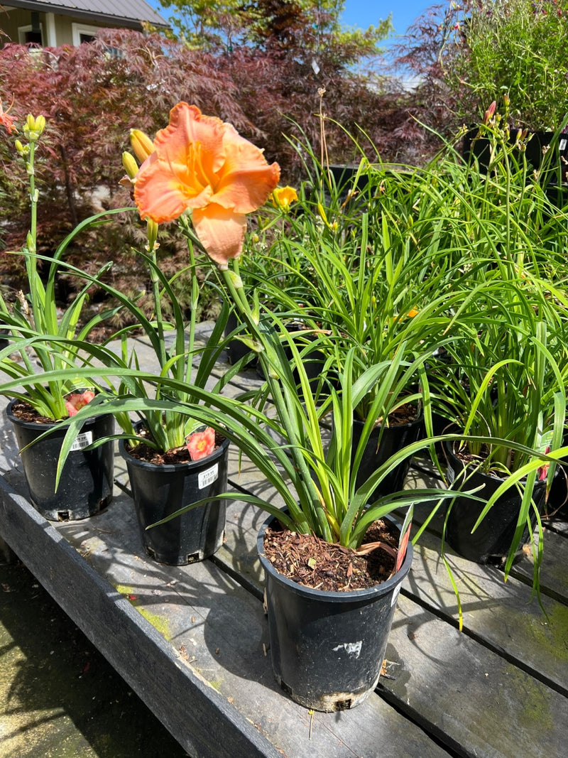 Daylily 'St Simons Island' 1G