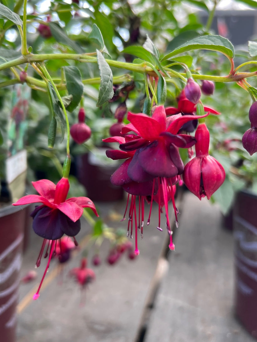 Watson's Greenhouse 