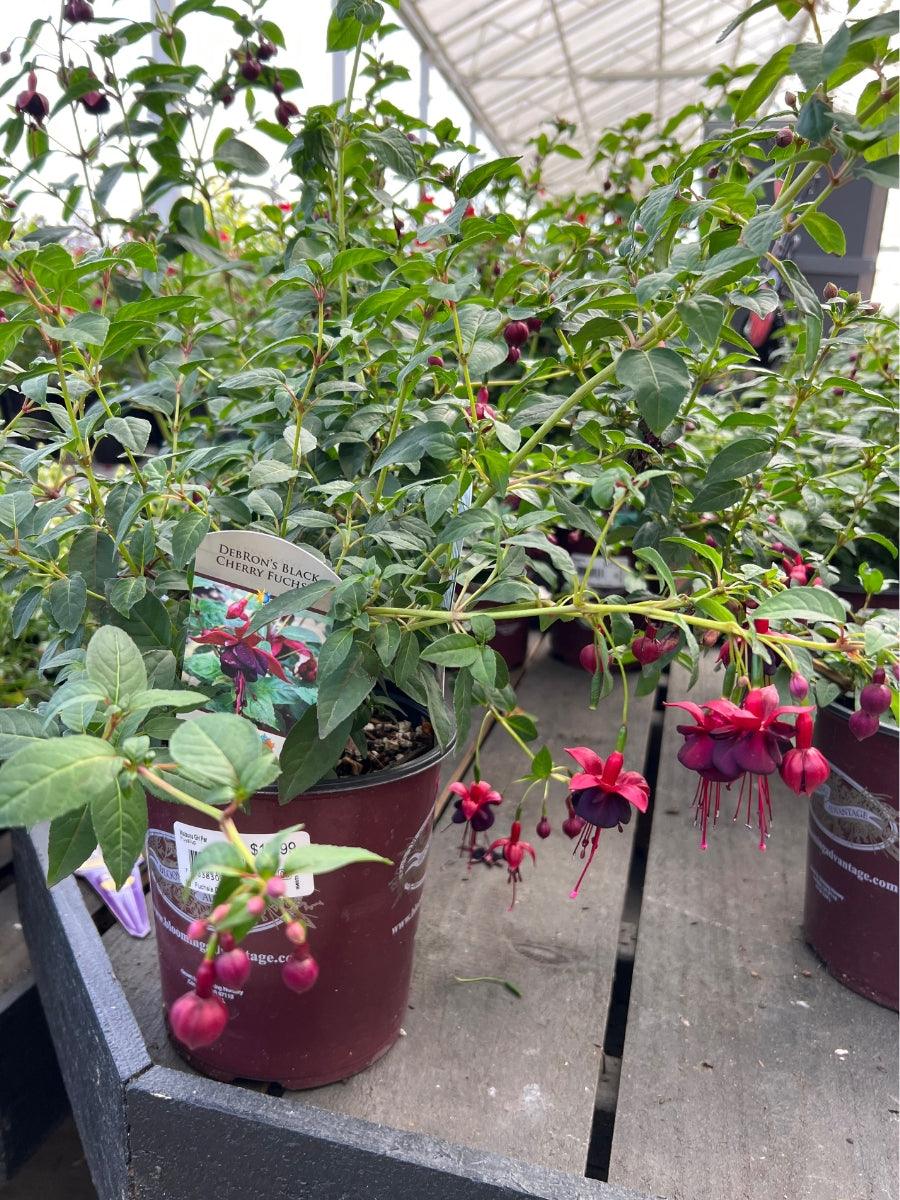Watson's Greenhouse 