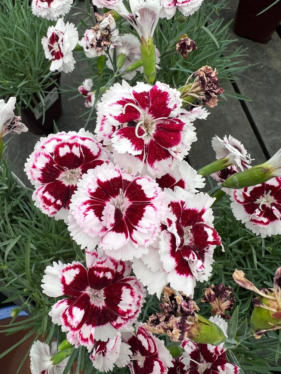 Dianthus 'Angel of Enlightenment' Qt.